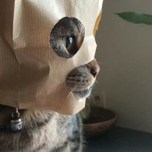 Meet your Posher, Suzanne